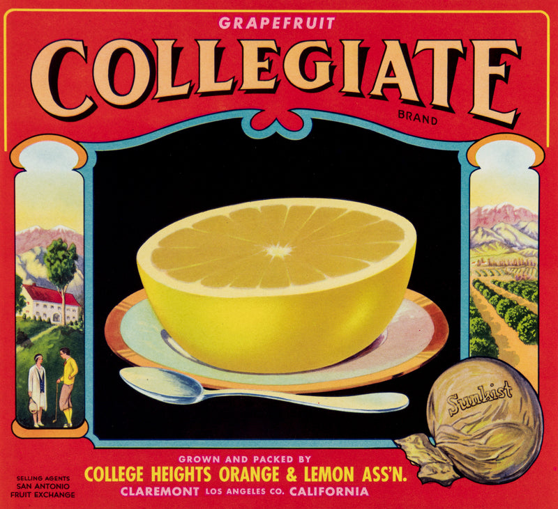 Collegiate (Grapefruit)