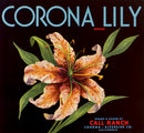 Corona Lily