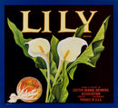 Lily