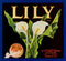 Lily